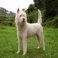 A photograph of the Xiasi Dog