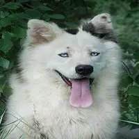 A photograph of the Yakutian Laika