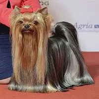 A photograph of the Yorkshire Terrier