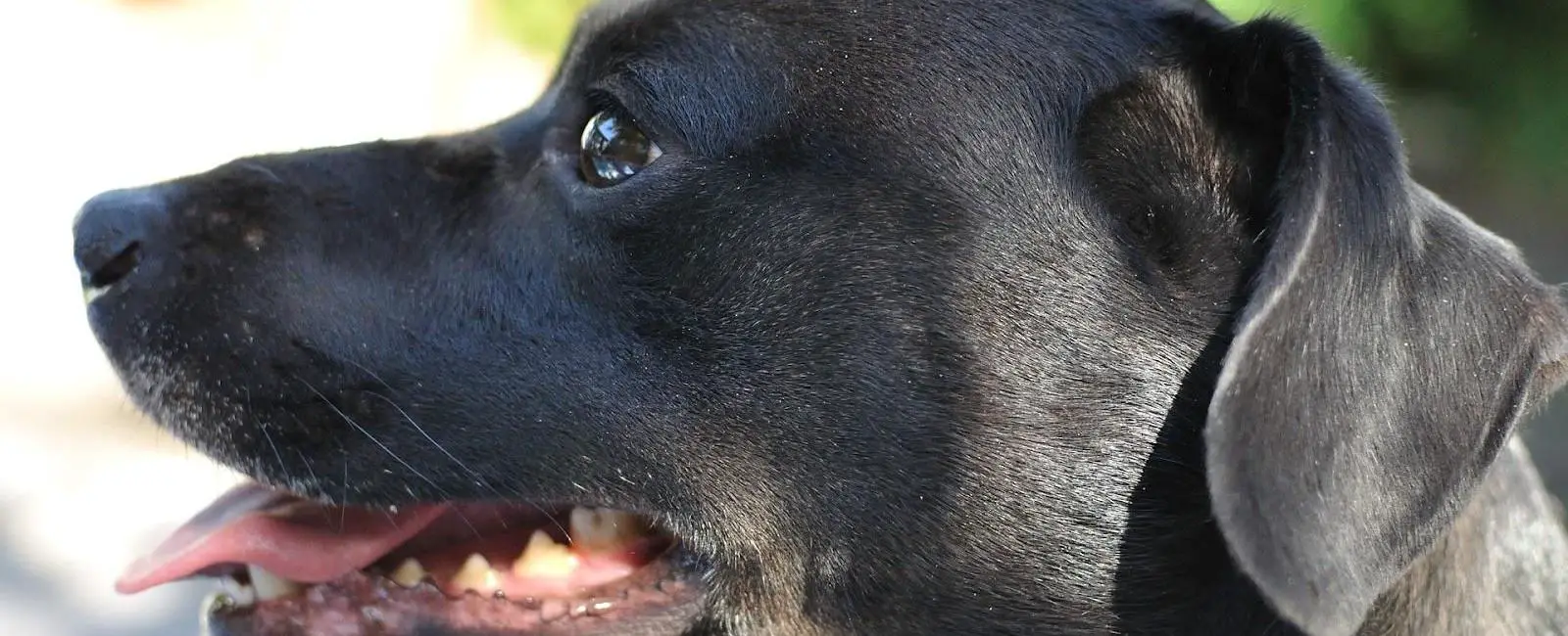 The Best Time to Spay a Dog Before or After First Heat? Woof & Beyond