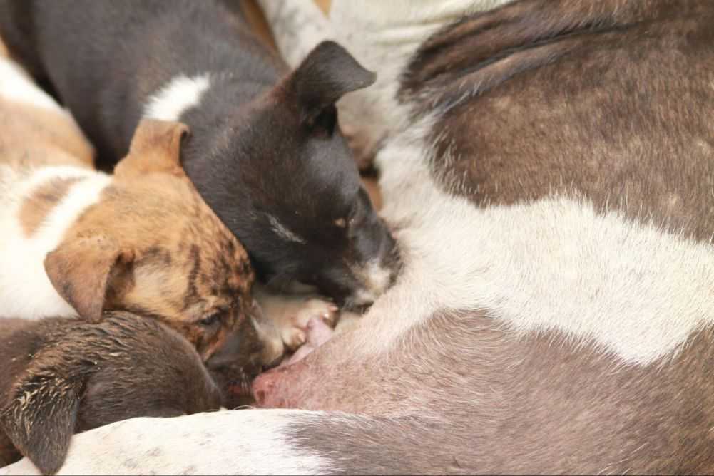 When Can You Bathe Your Dog After She Gave Birth? Woof & Beyond