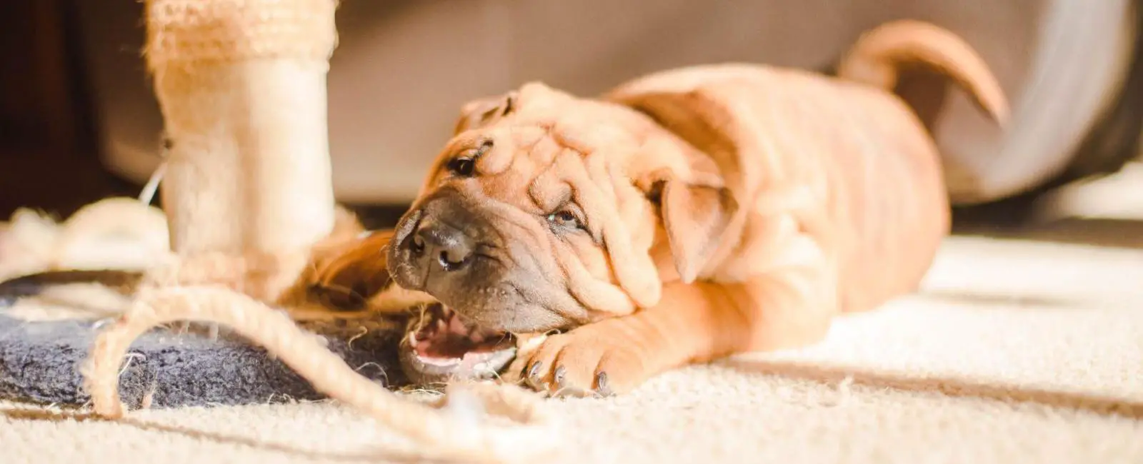 Puppy Biting Crate? Here's Why & How to Stop It Woof & Beyond