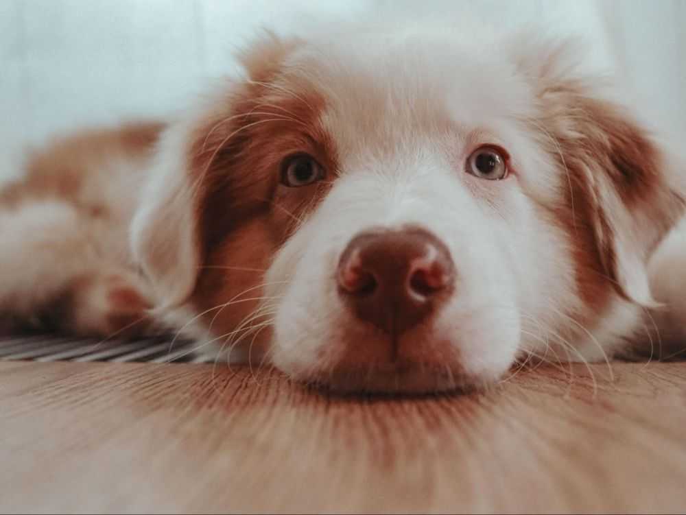 Dog Refusing to Eat but Still Acting Normal? Here’s What It Means