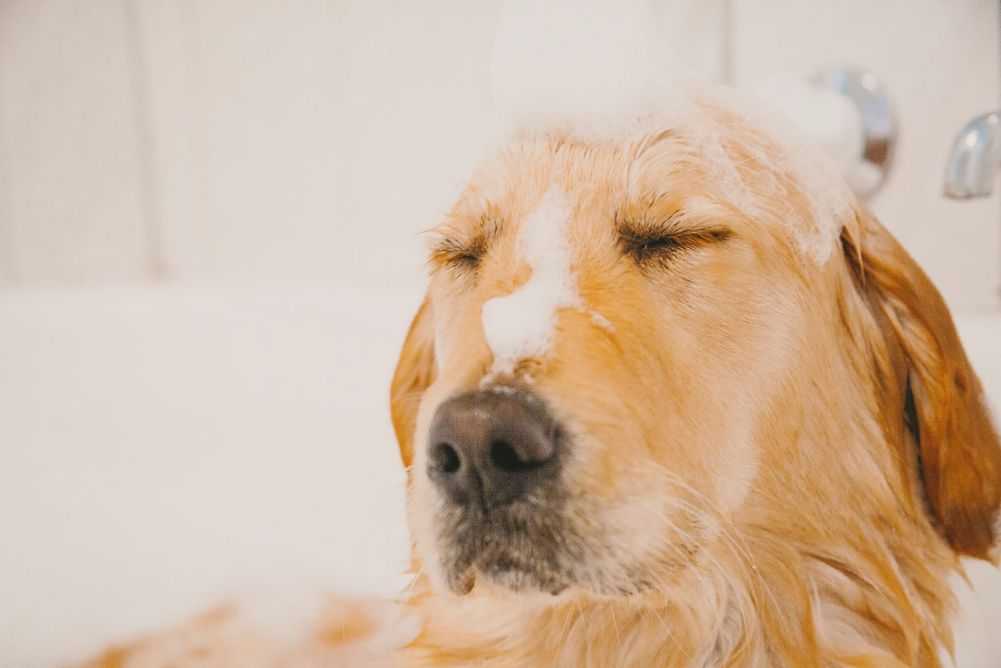Make Your Dog Smell Better With These 6 Easy Tips Woof & Beyond