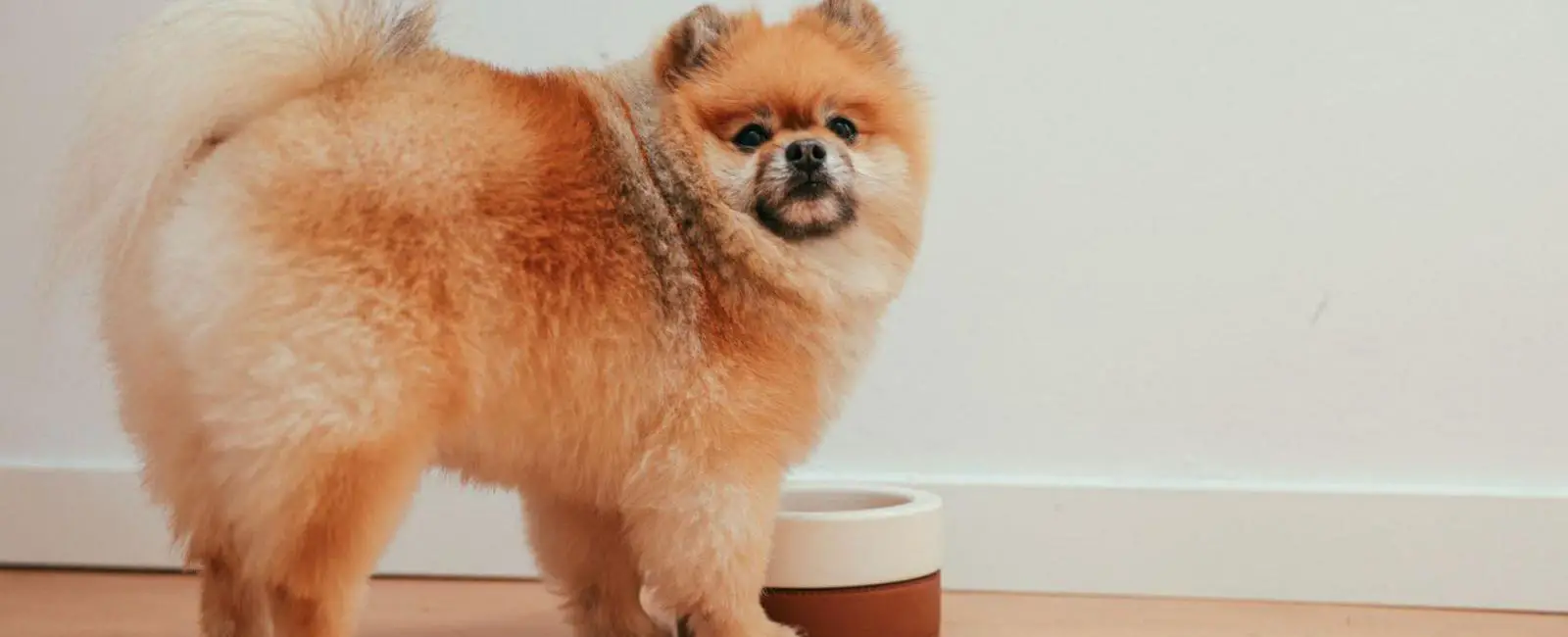 Crate Training Should You Leave Water in Crate at Night? Woof & Beyond