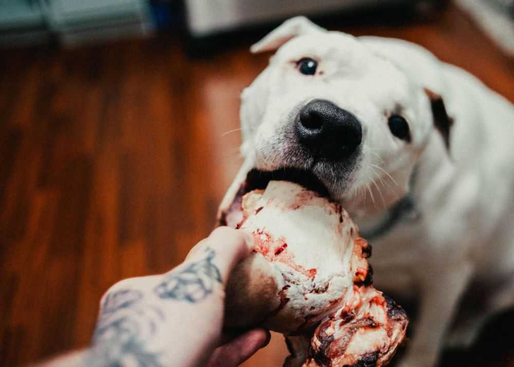 Feeding Your Dog Once a Day Is It Cruel? Woof & Beyond