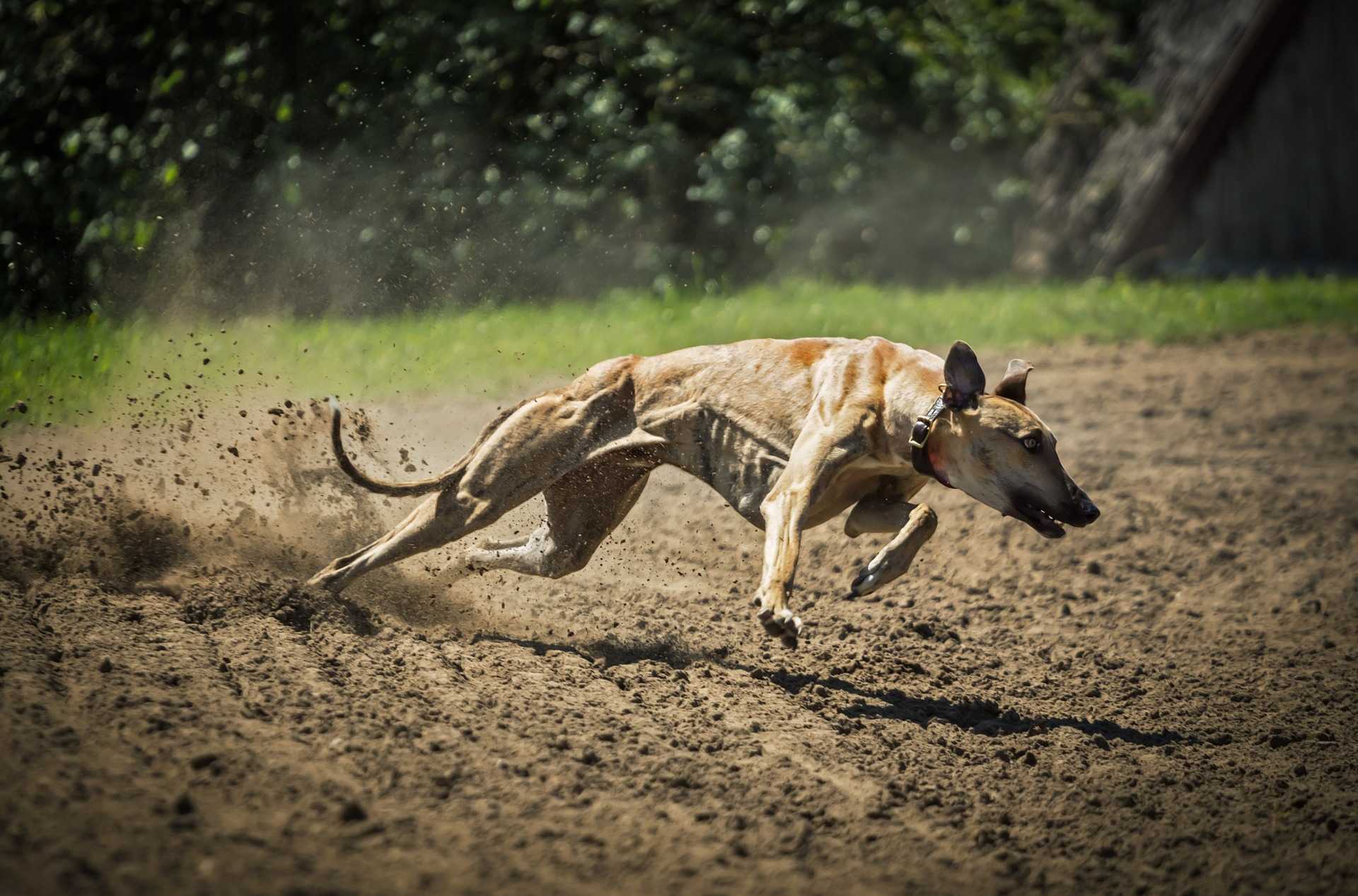 How Fast Can Dogs Run? Woof & Beyond