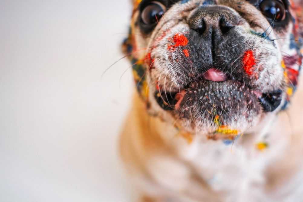 Your Boyfriend Is Jealous of Your Dog? Here's Why Woof & Beyond