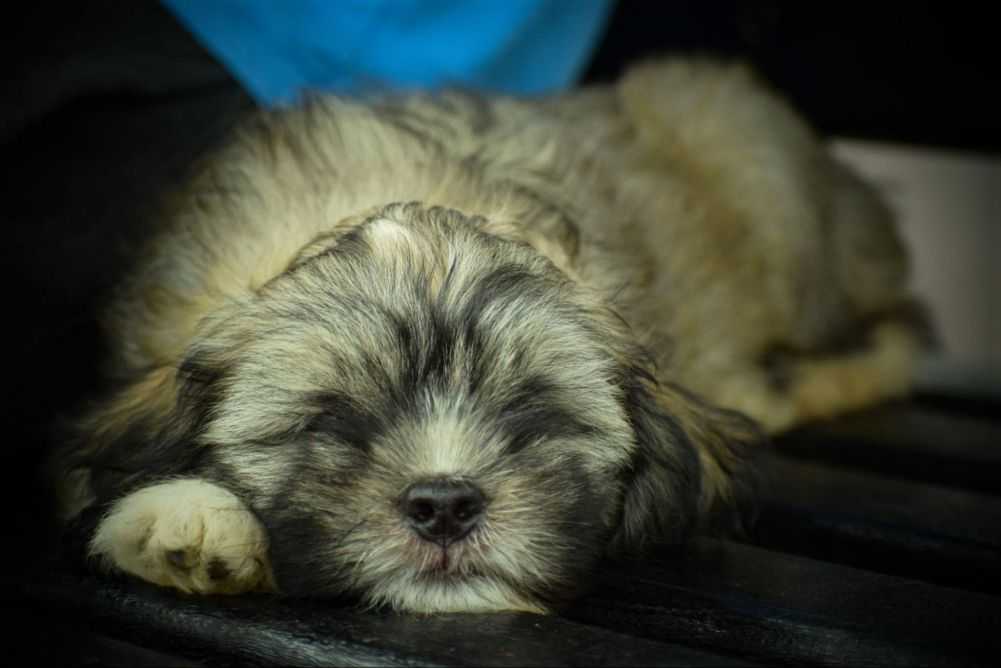Crate Training Should Your Puppy Nap in the Crate? Woof & Beyond