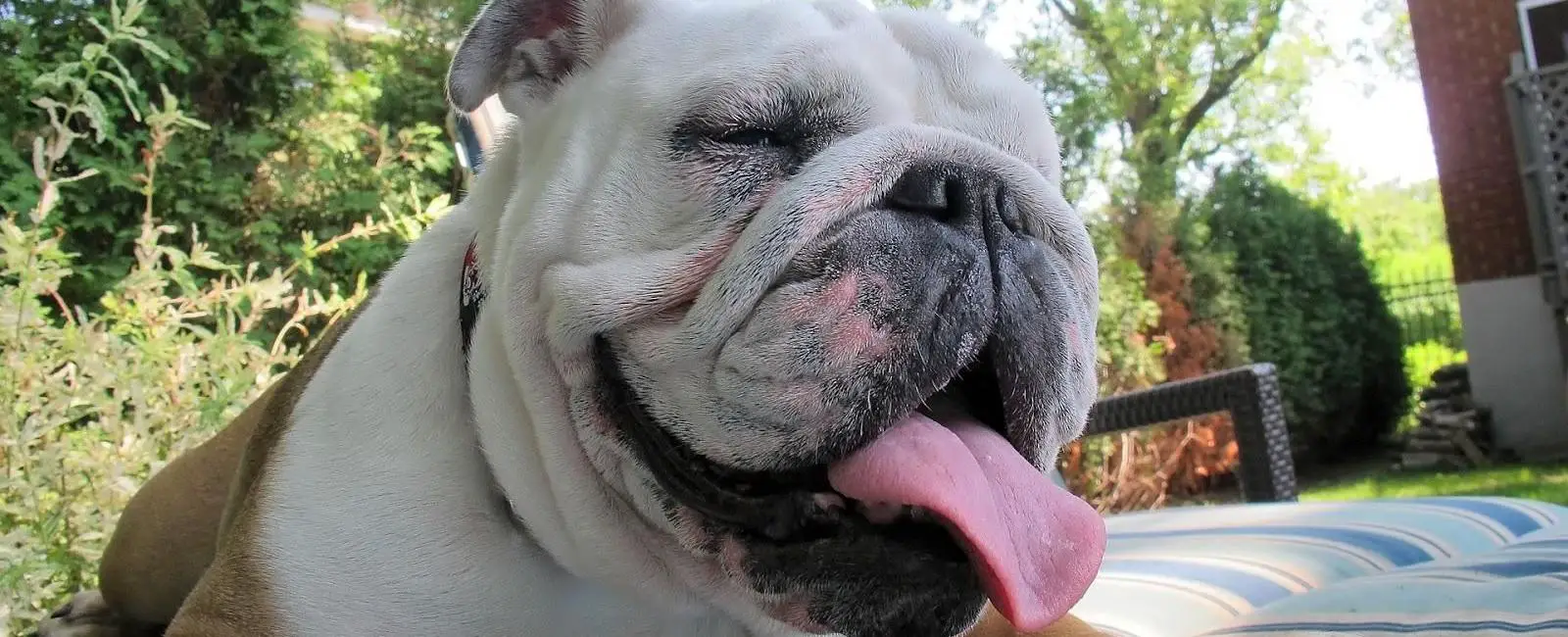 Why Are Dogs so Expensive? Woof & Beyond