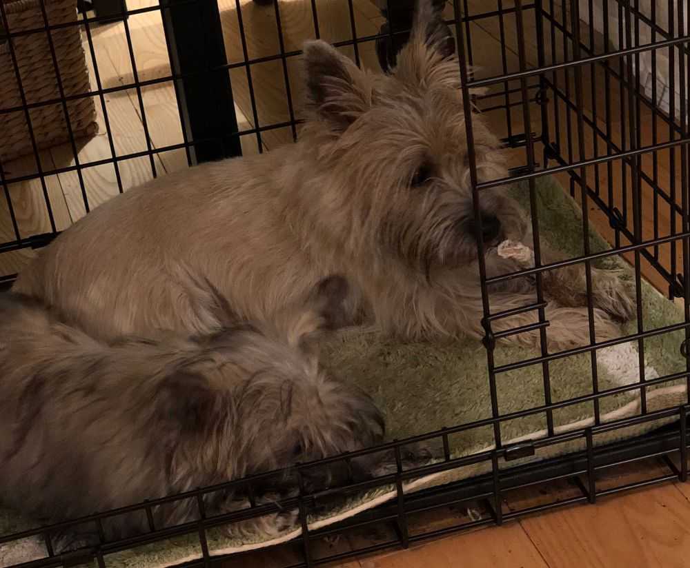 How to Crate Train a Puppy the Easy Way Woof & Beyond