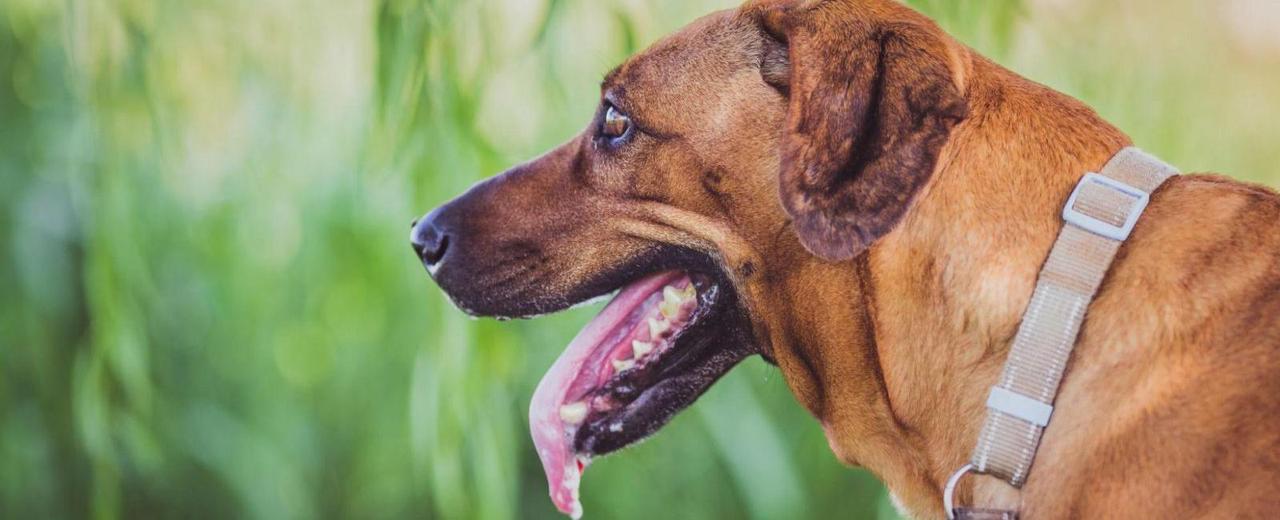 Dog Drooling in Crate? Here’s Why & What to Do Woof & Beyond