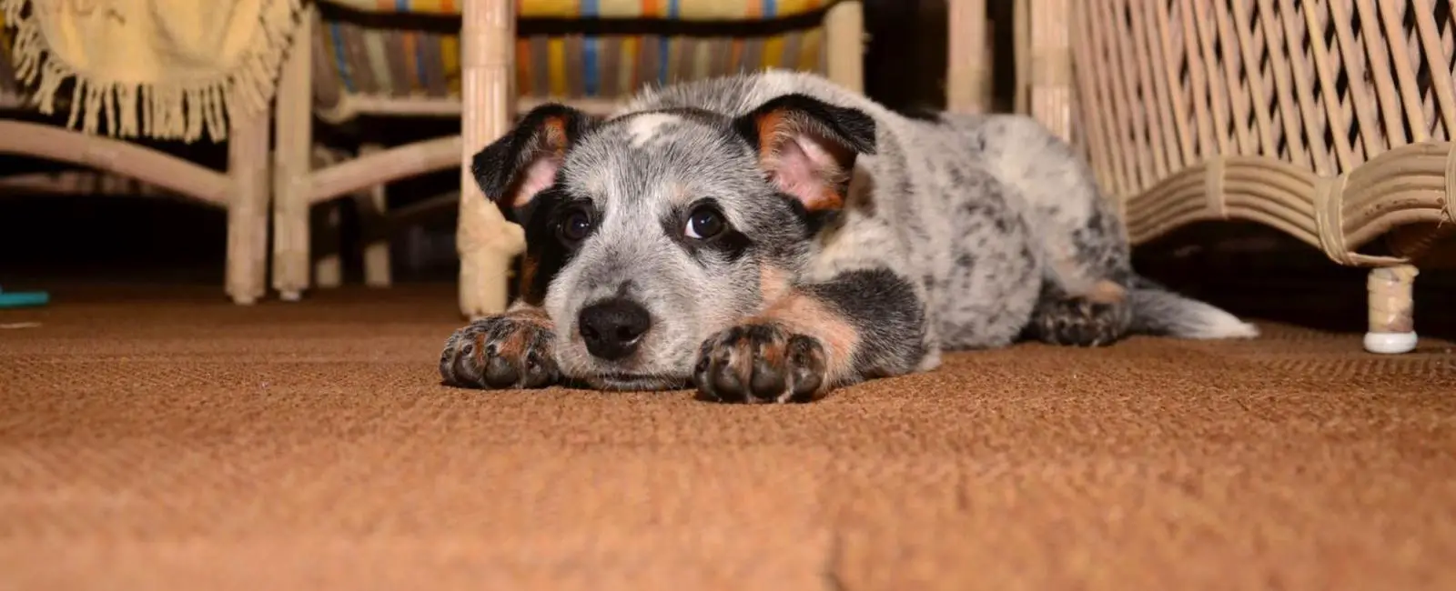 Puppy Digging in Crate? Here's Why & What to Do Woof & Beyond