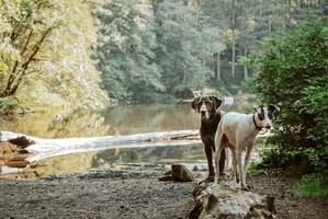 Why Do Dogs Get Stuck? Understanding the Copulatory Tie | Woof & Beyond Why Do Dogs Get Stuck? Understanding the Copulatory Tie | Woof & Beyond