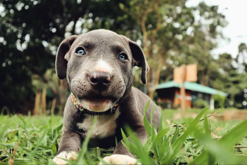 What Do Breeders Do with Puppies That Don’t Sell? Woof & Beyond