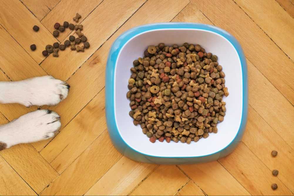 Opened Dog Food Can You Donate It? Woof & Beyond