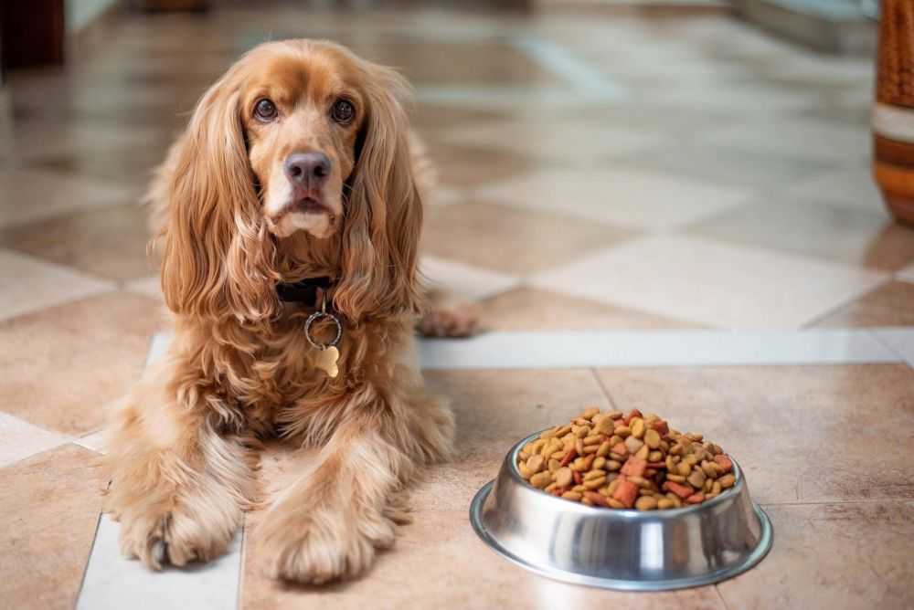 Dog Won’t Eat out of Their Bowl but Will from the Floor or Hand? Here’s