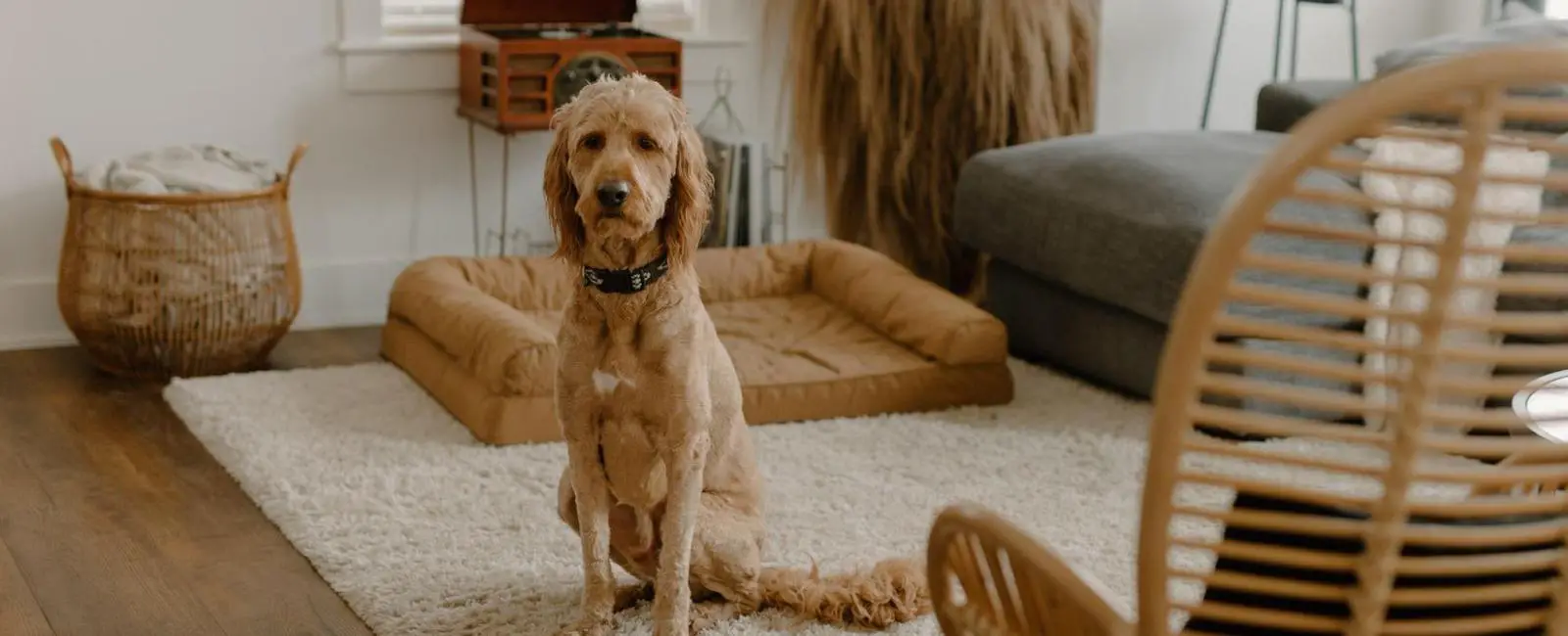 Neutering & Spaying Top 8 Tips for a Fast Recovery Woof & Beyond