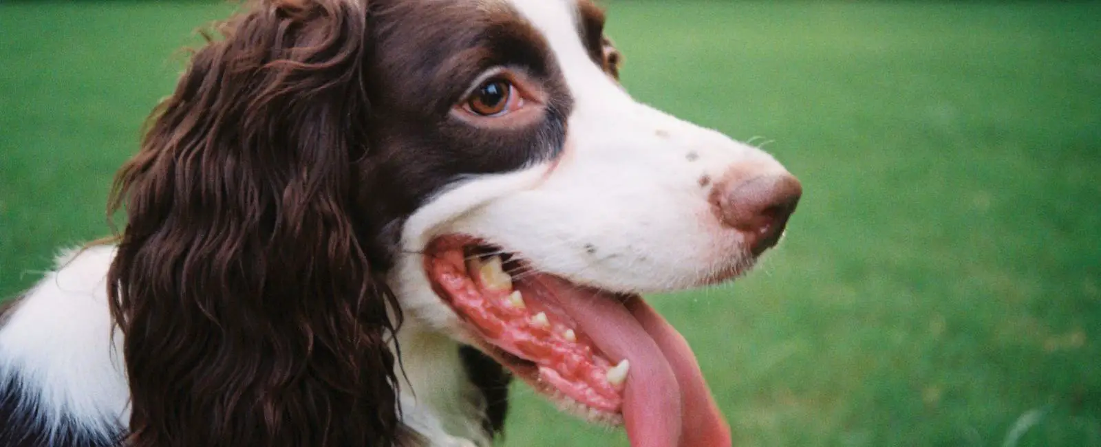 Do Dogs Have Lips? Woof & Beyond