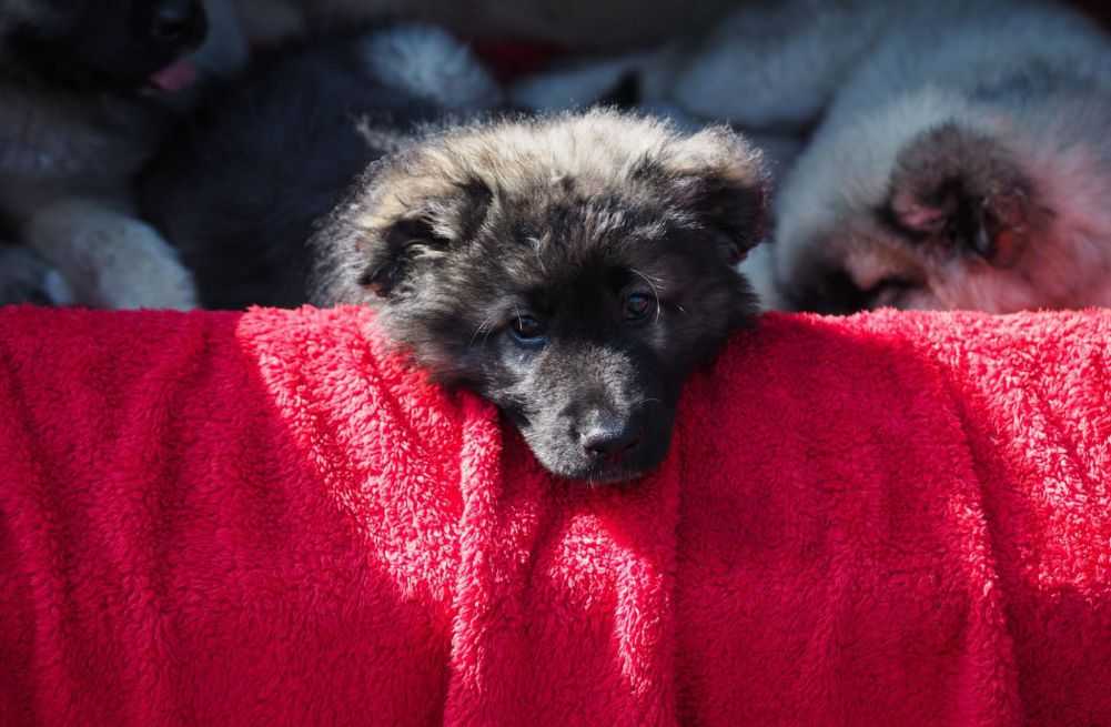 Puppy Crying in the Crate? Here’s How to Put a Stop to It Woof & Beyond