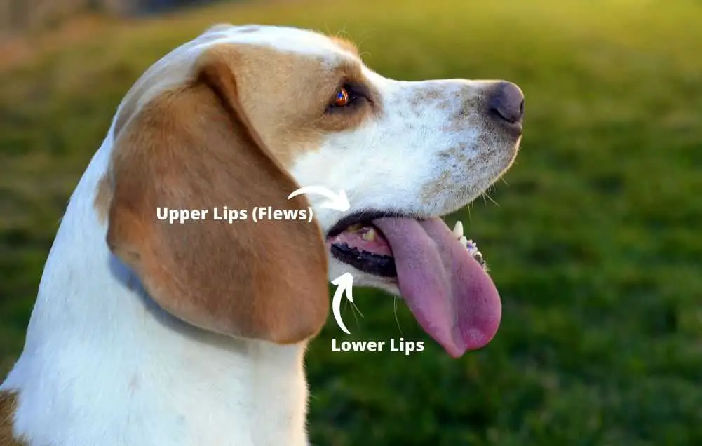 Do Dogs Have Lips? Woof & Beyond