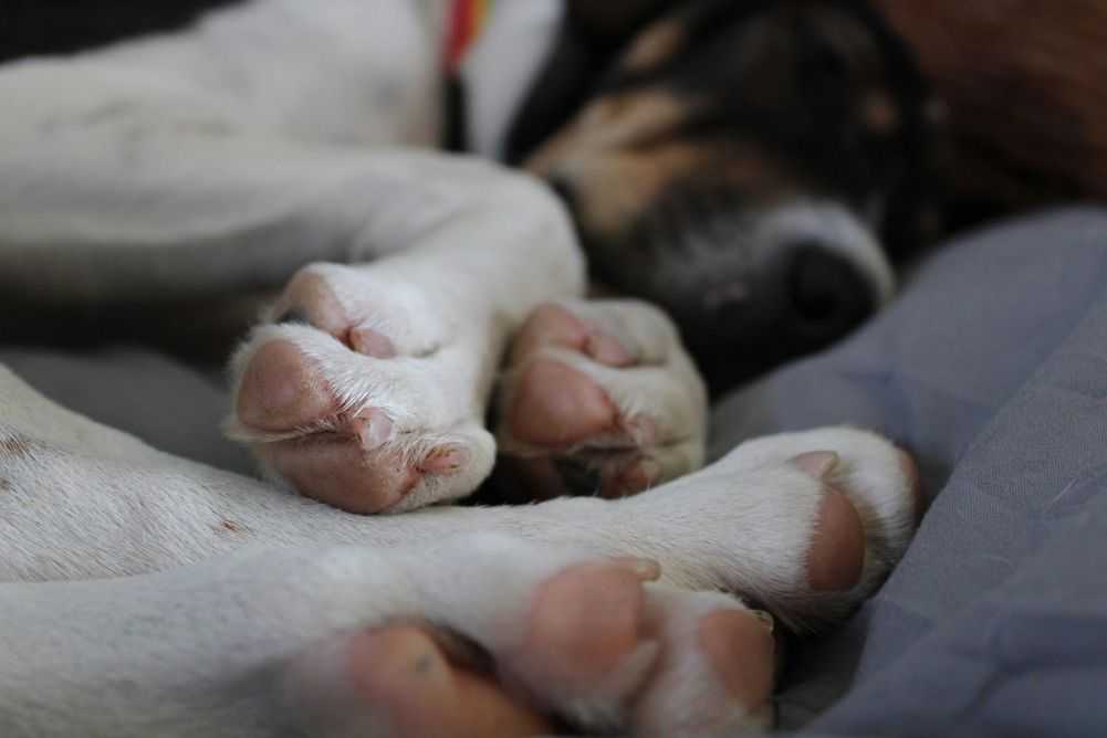 4 Reasons Why Dogs Curl Their Front Paw Under When Lying Down Woof