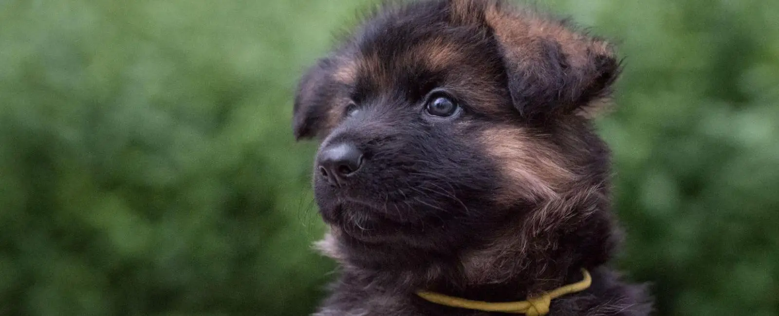 What Do Breeders Do with Puppies That Don’t Sell? Woof & Beyond
