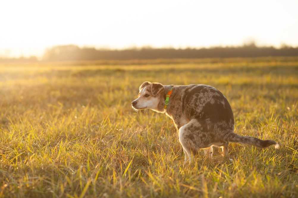Does Dog Poop Woof & Beyond