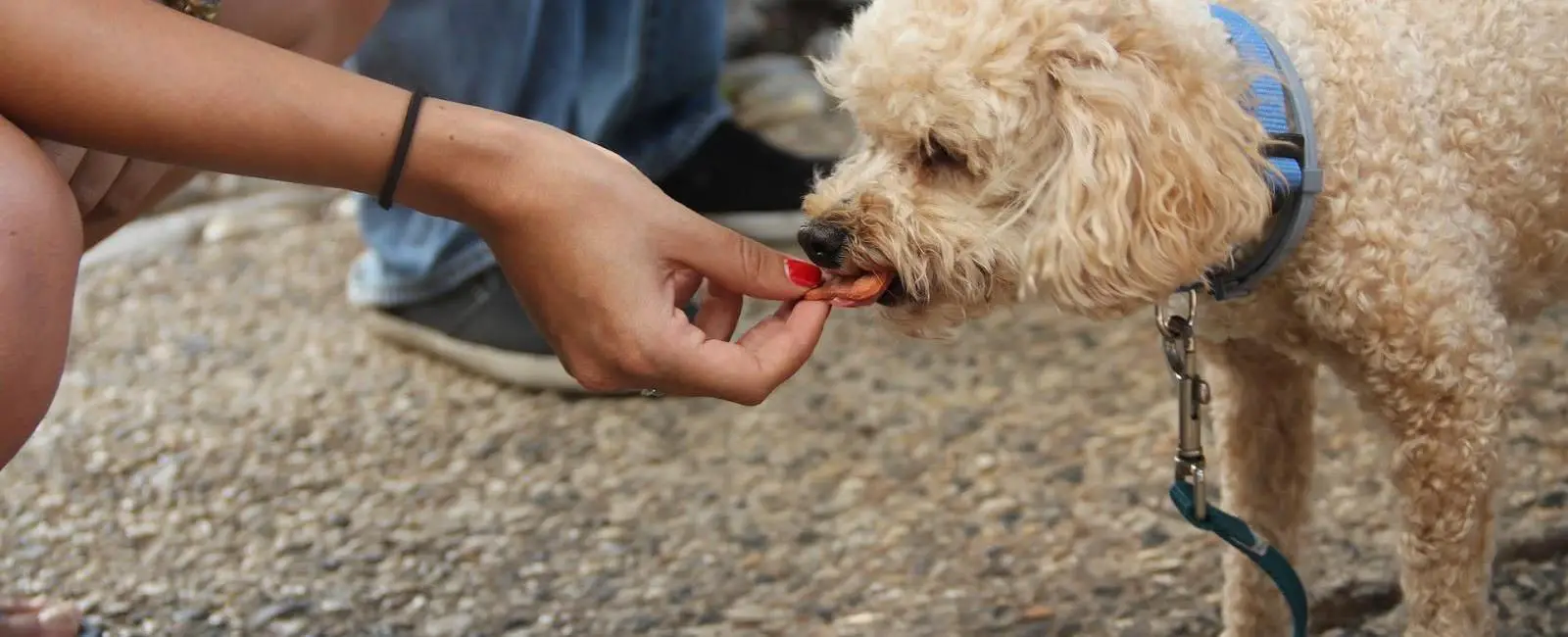 Dog Won’t Eat out of Their Bowl but Will from the Floor or Hand? Here’s
