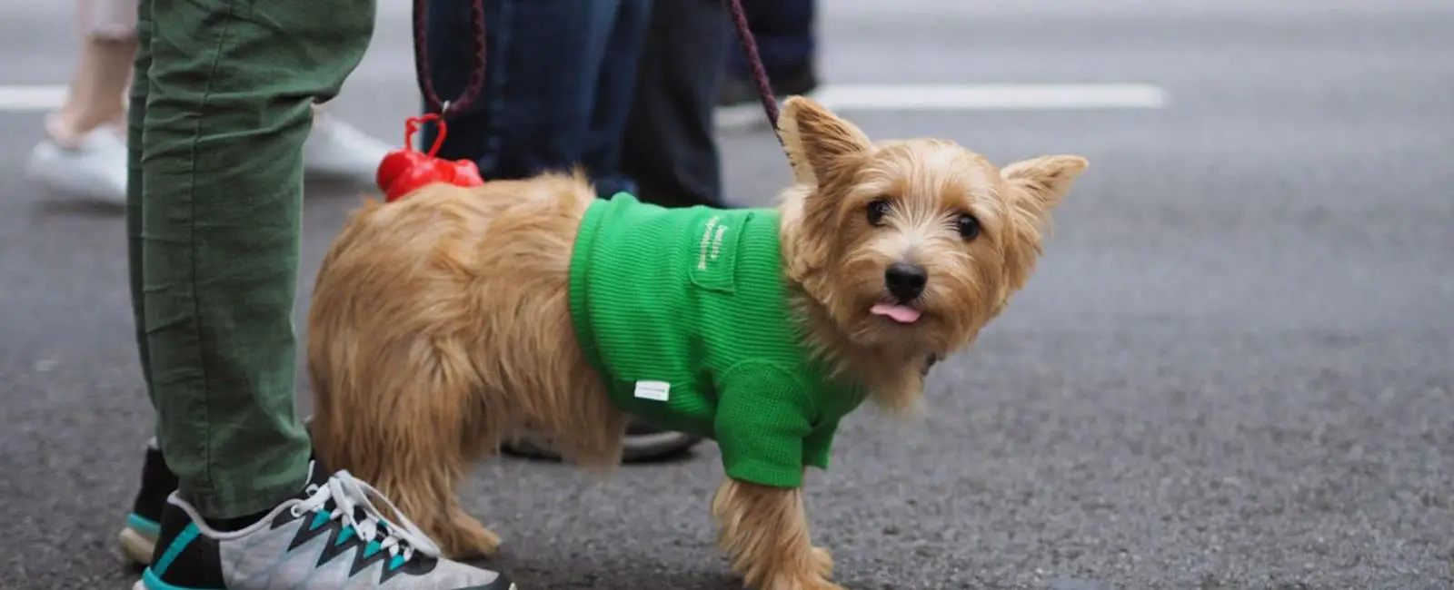 Get Dog Poop out of Shoes with These 5 Simple Methods Woof & Beyond