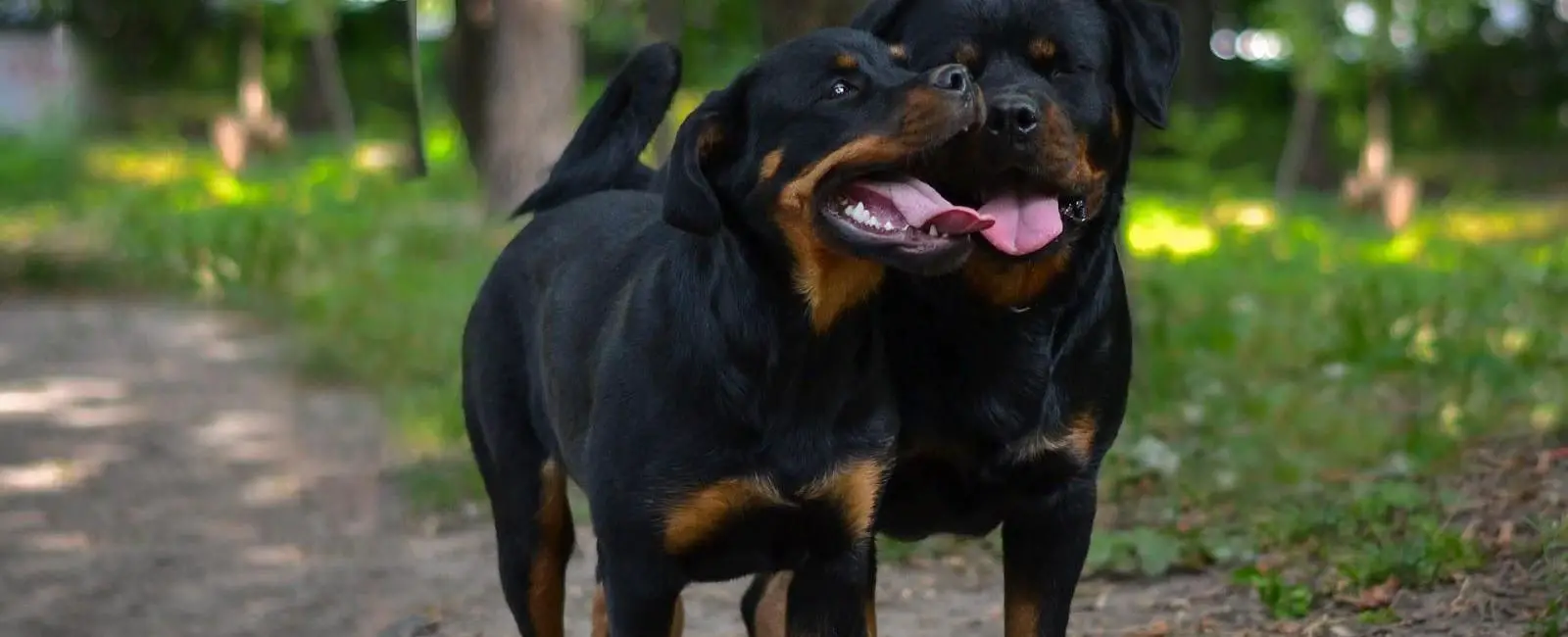 Why Do Dogs Lick Other Dogs’ Pee? Woof & Beyond