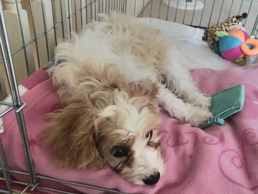 How to Crate Train a Puppy the Easy Way Woof & Beyond