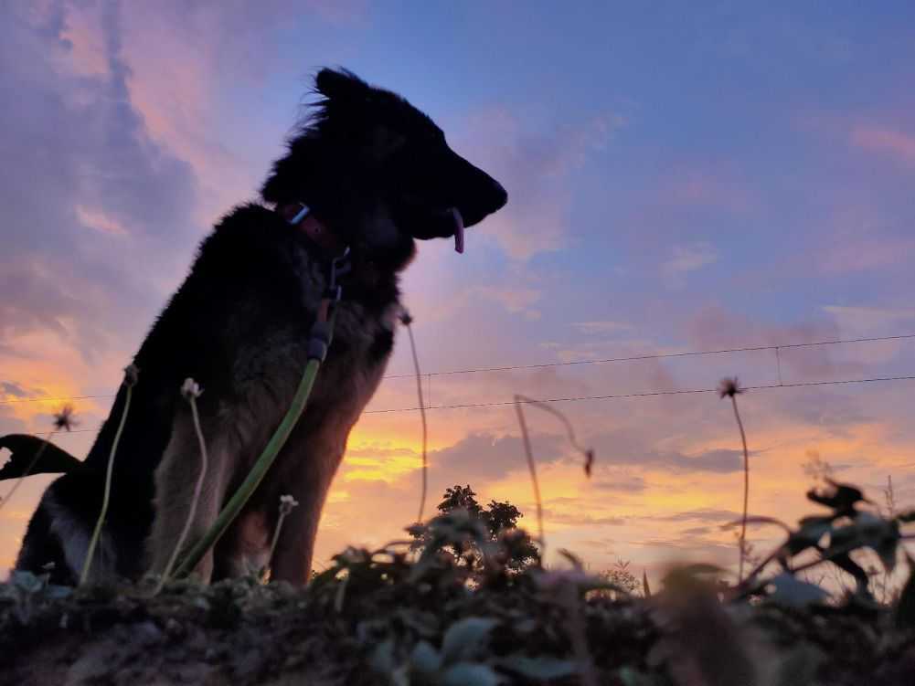 Dog Barking at Night? Here's How to Get a Good Night's Sleep Again
