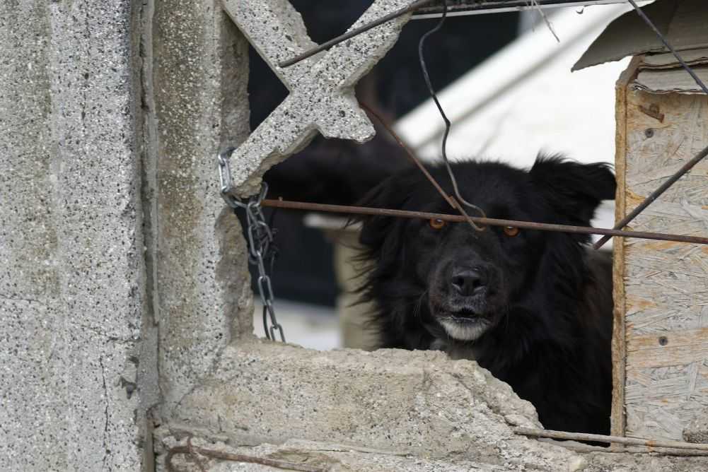 Why Are Dogs so Expensive? Woof & Beyond