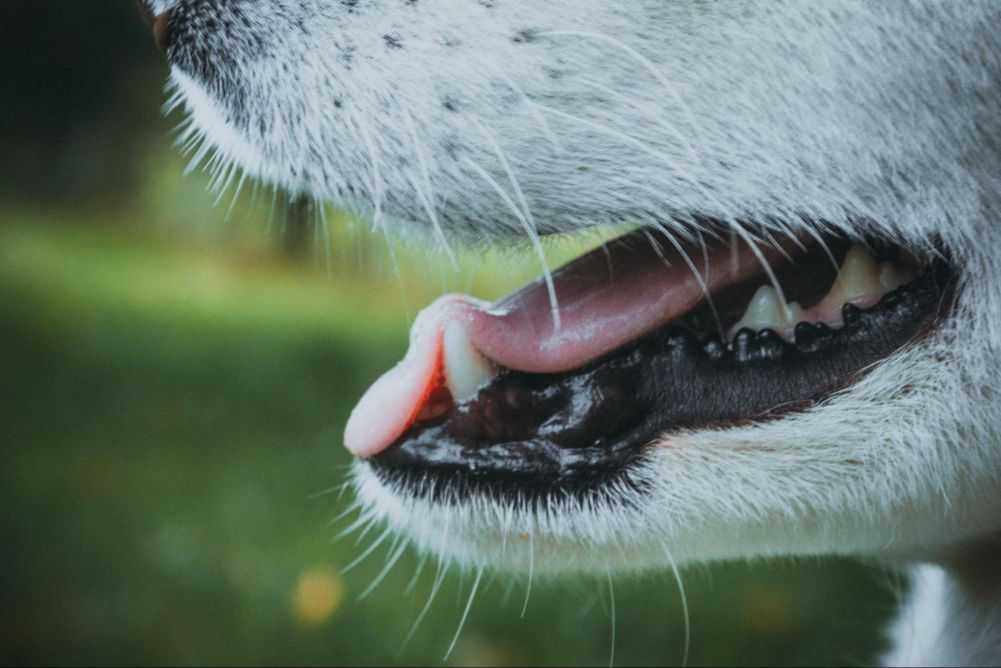 Dog Drooling in Crate? Here’s Why & What to Do Woof & Beyond