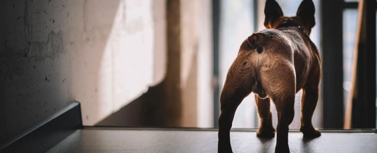 Your Dog's Bum Should You Wipe It? Woof & Beyond