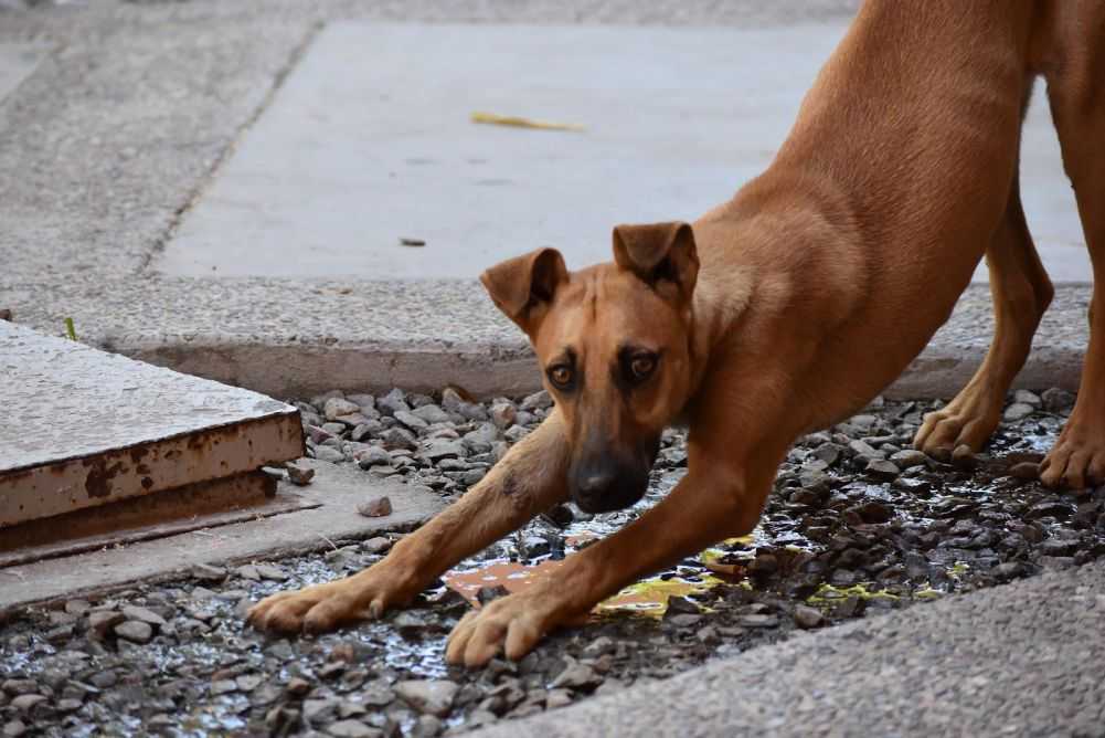 Dog Won’t Pee After Being Neutered? Here’s Why Woof & Beyond