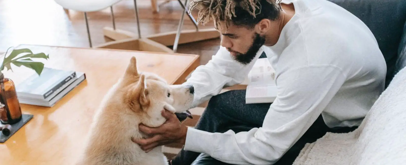The Barkless Couch: A Guide to Training Your Dog to Stay Off Your ...