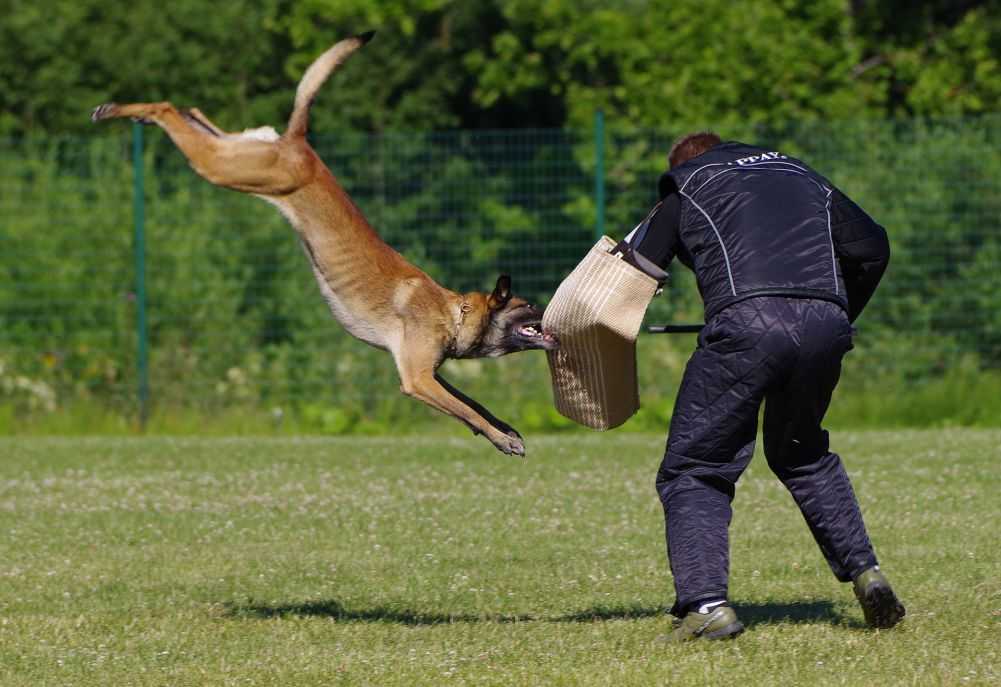 Police Dogs What Makes a Dog a Good Police Dog? Woof & Beyond