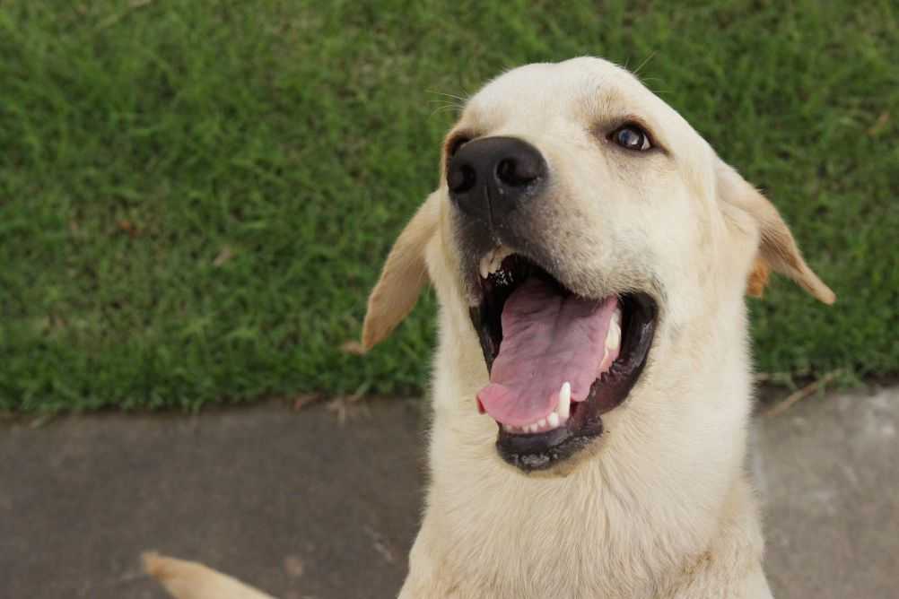 Your Boyfriend Is Jealous of Your Dog? Here's Why Woof & Beyond