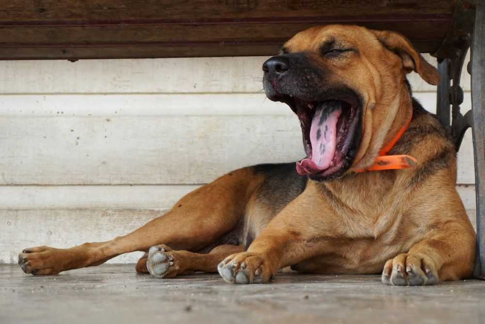 Why Do Dogs Wake up so Easily? Woof & Beyond