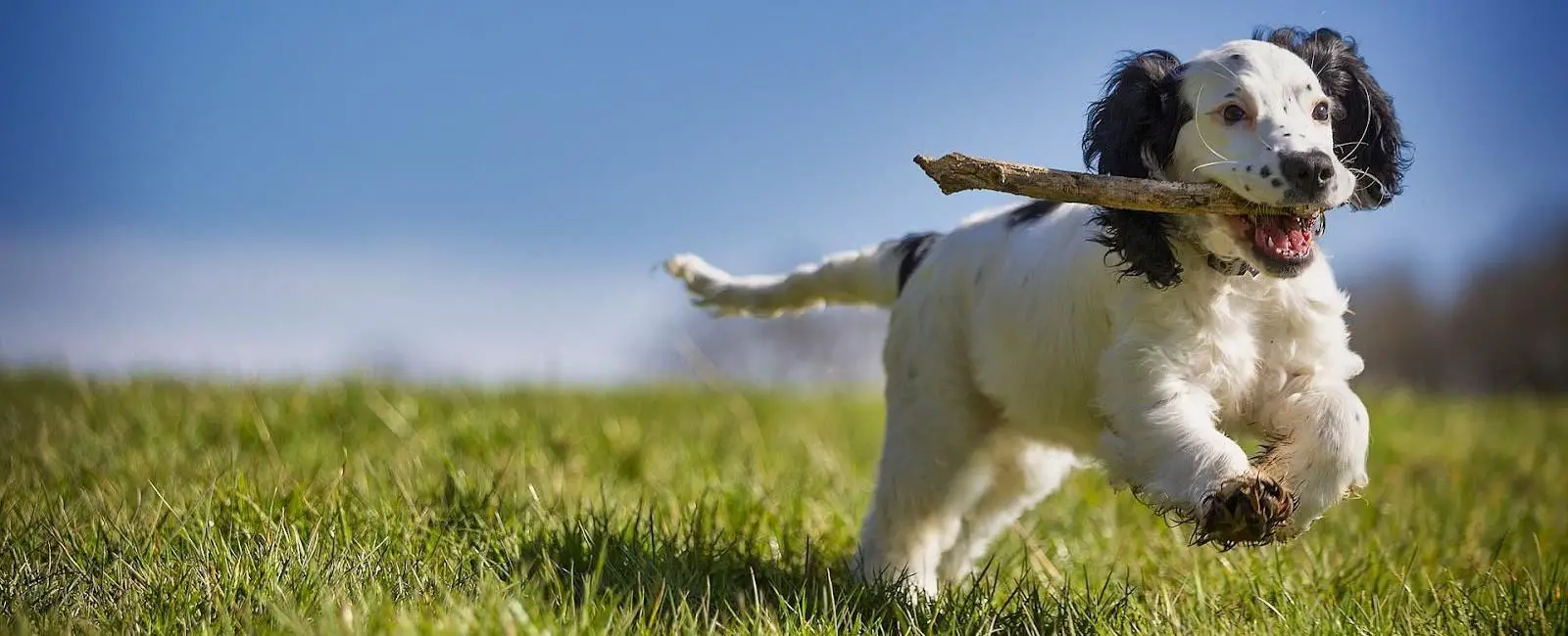 Your Dog Stopped Doing Tricks? The Essential Tips for Getting Your Pup