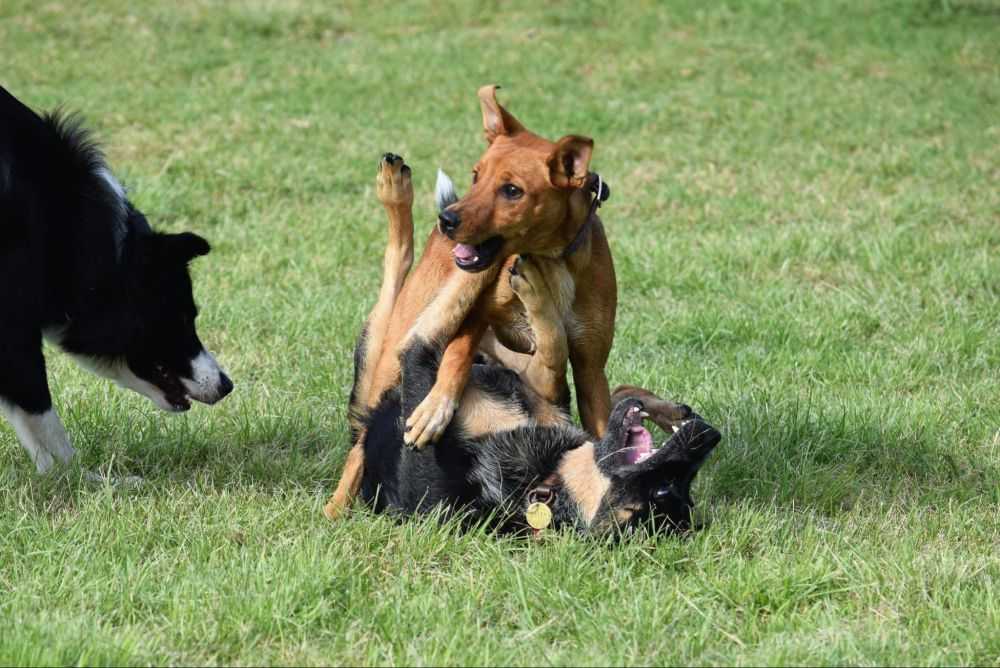 Dogs and Dominance Why Your Pup Pins Others Down and How to Address It