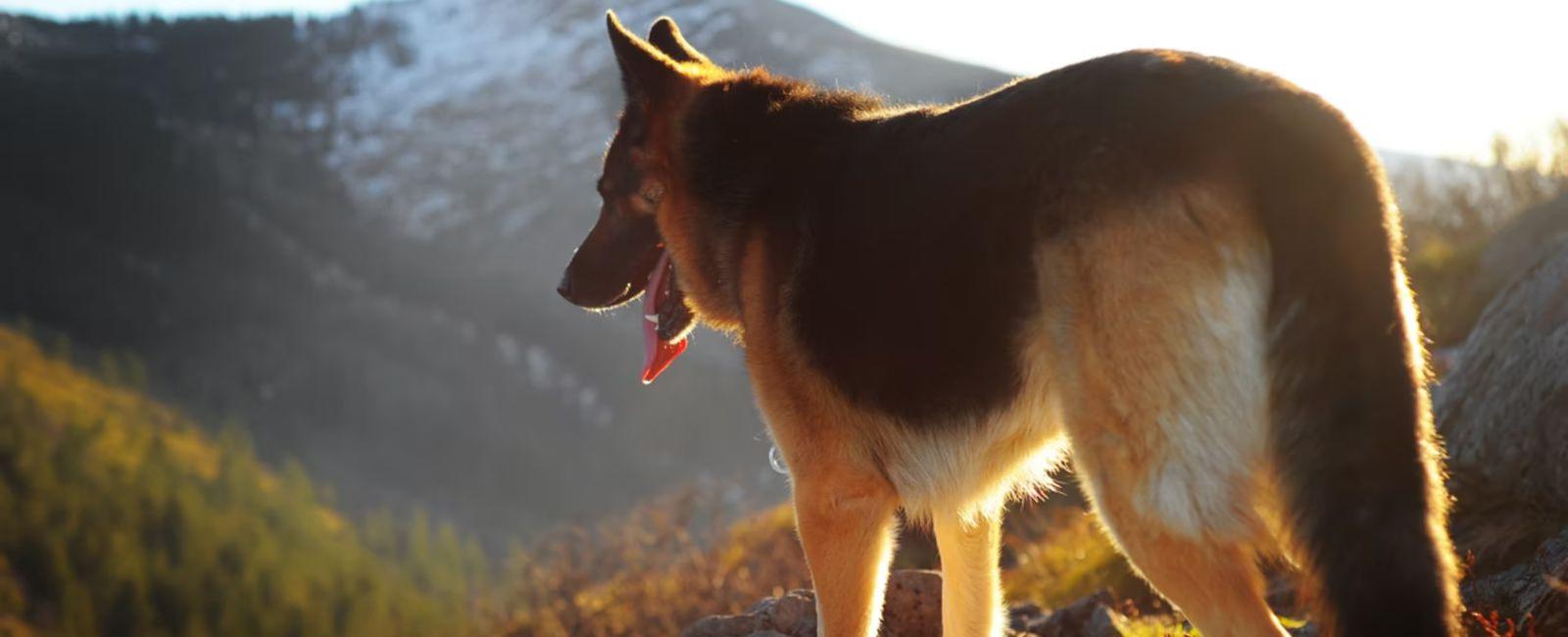 Police Dogs What Do They Do OffDuty? Woof & Beyond