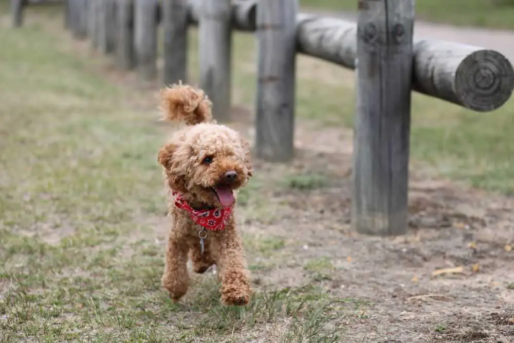 A Toy Poodle.