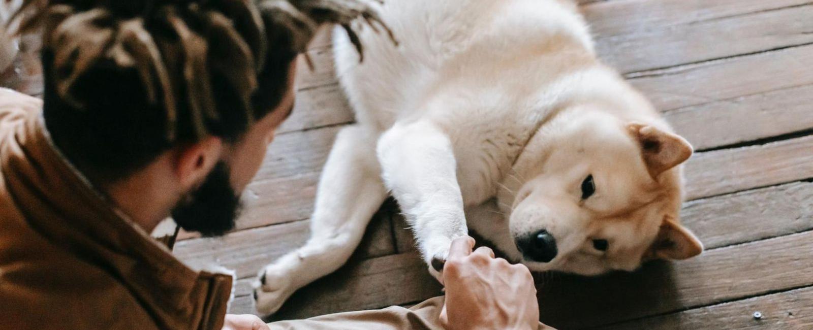 Why Do Dogs Push You With Their Paws