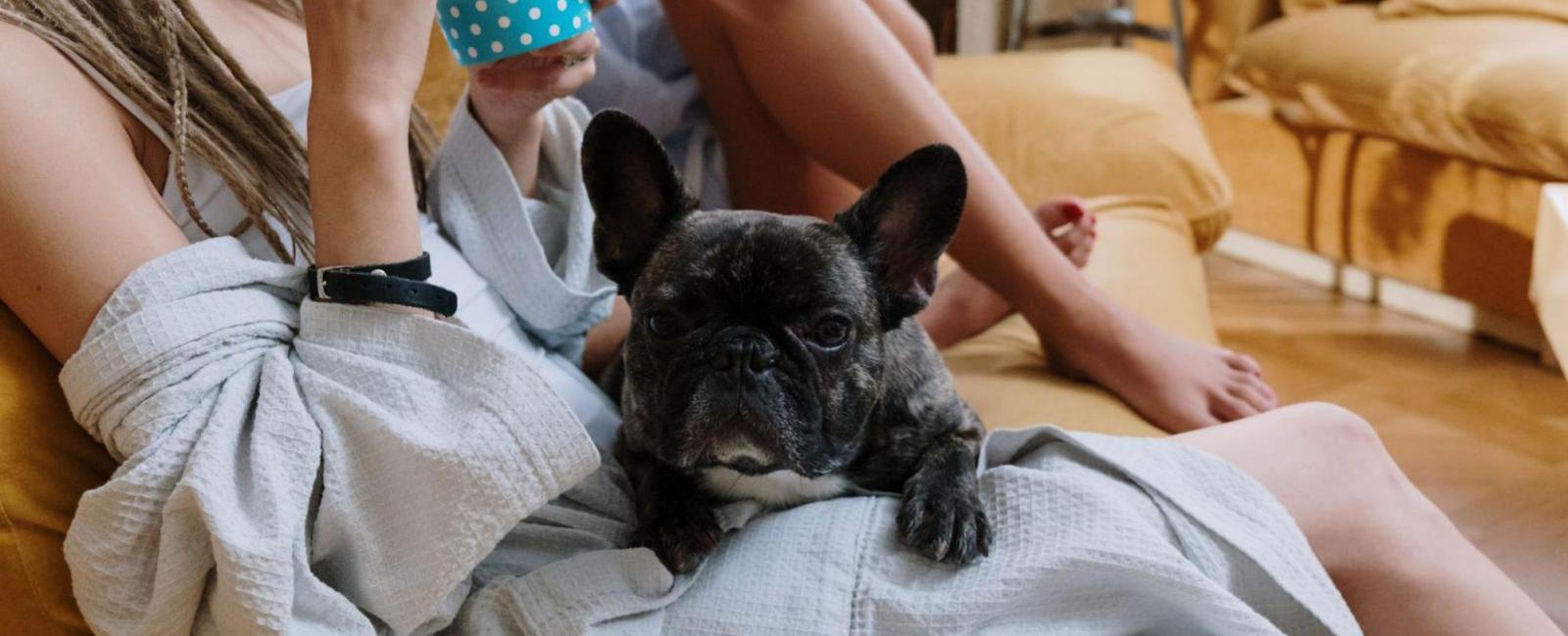 Tampon Eating in Dogs The Risks and How to Stop It Woof & Beyond