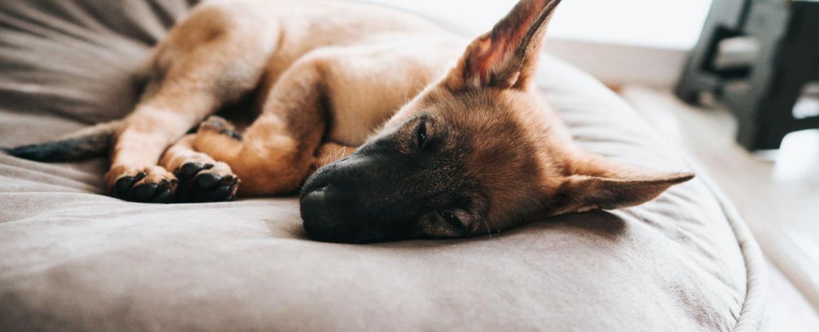 Crate Training Should Your Puppy Nap in the Crate? Woof & Beyond