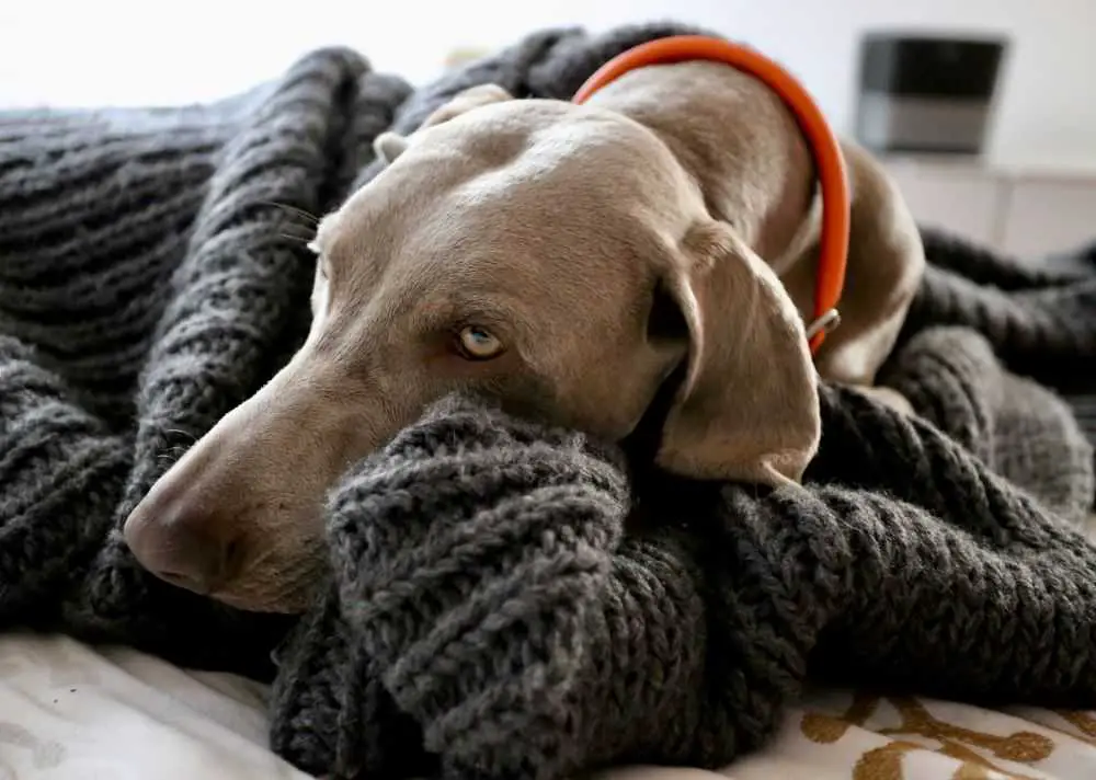 sick dog