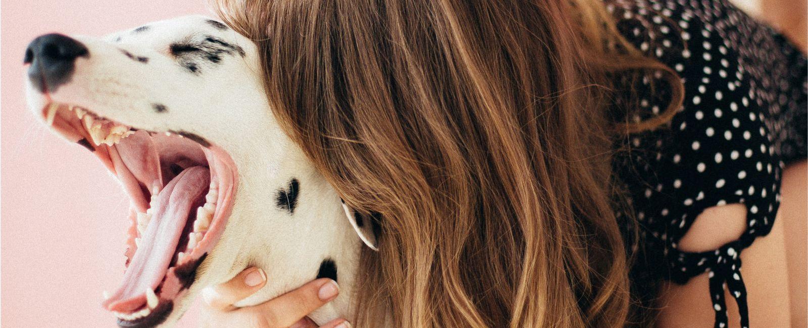 Why Is Your Dog Acting Strange After a Grooming Session?